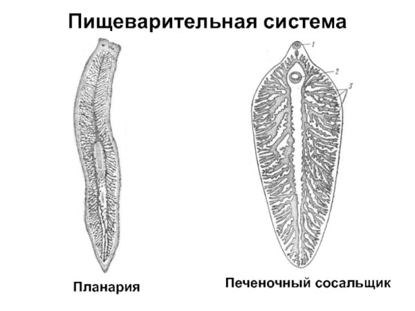 Пищеварительная система печеночного сосальщика