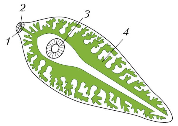 Сосальщики плоские черви