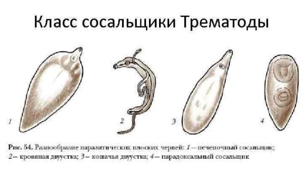Плоские черви (класс трематод);