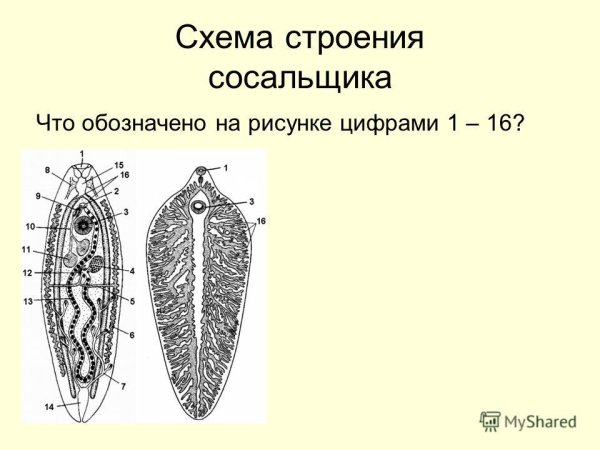 Дыхательная система печеночного сосальщика