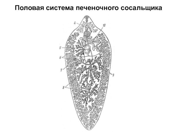 Печеночная двуустка строение