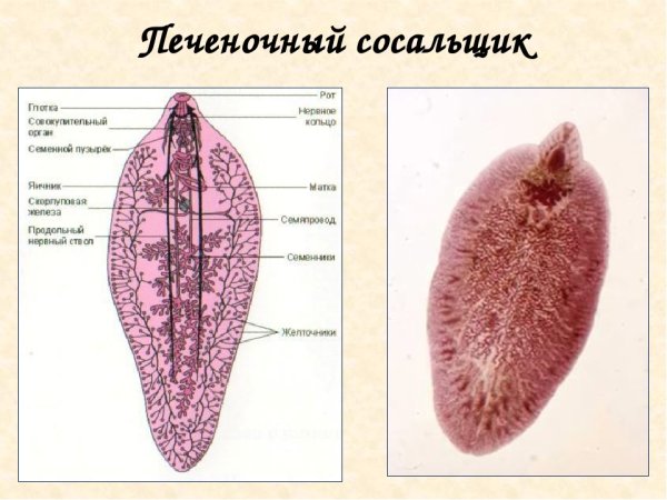 Плоские черви печеночные сосальщики