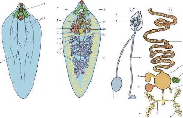 Печеночный сосальщик строение половая система