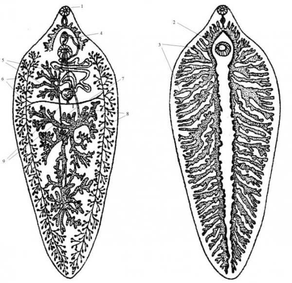 Пищеварительная система печеночного сосальщика