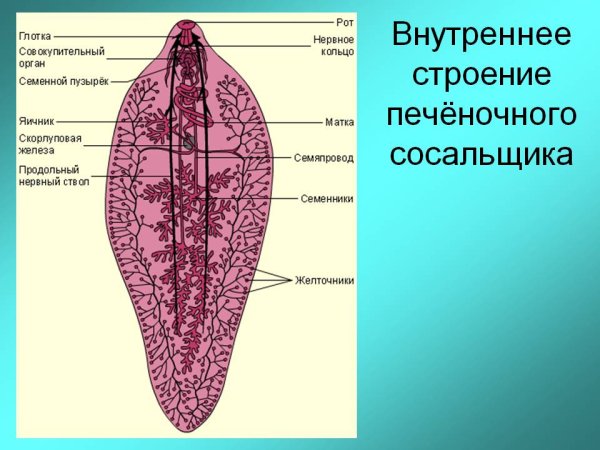 Строение половой системы печеночного сосальщика