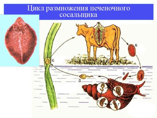 Цикл развития печеночного сосальщика