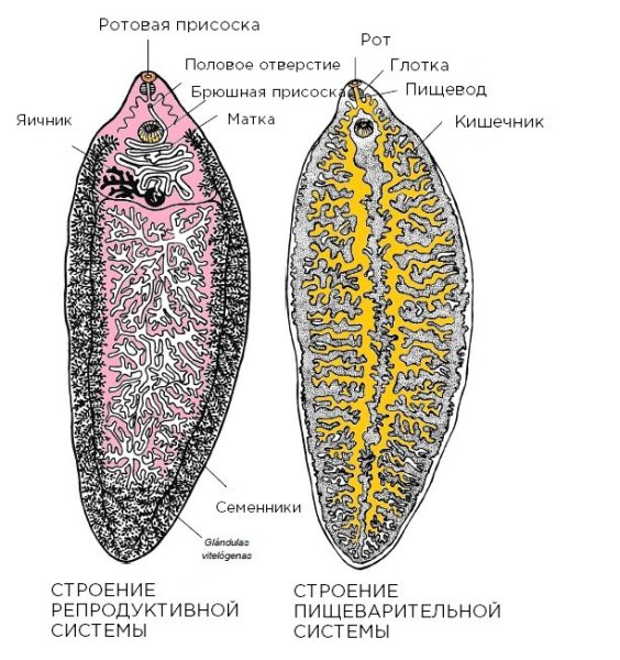 Печеночный сосальщик строение