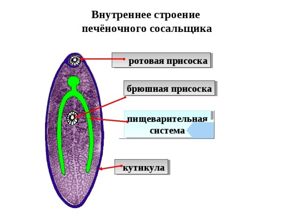 Печеночный сосальщик схема