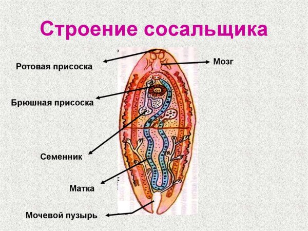 Внутреннее строение печеночного сосальщика