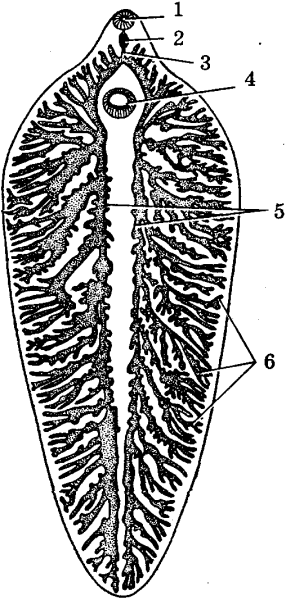 Пищеварительная система печеночной двуустки