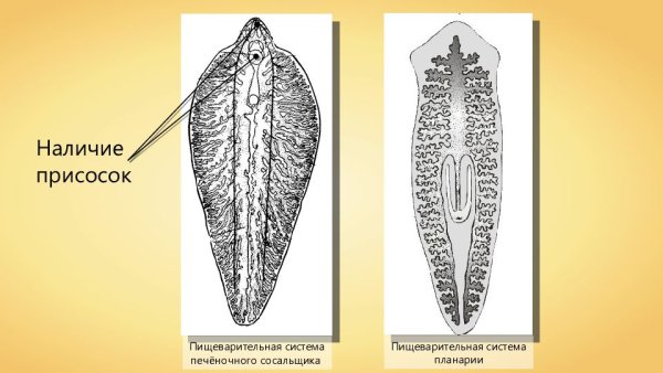 Сосальщики черви пищеварительная система