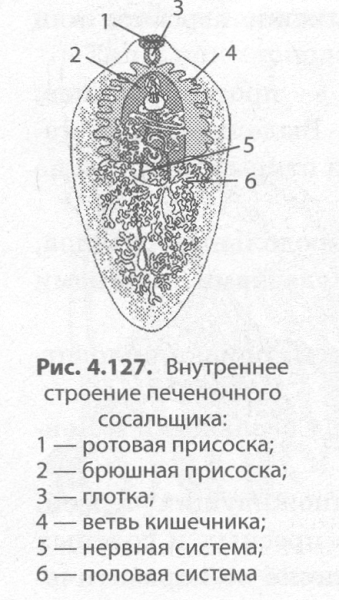 Внешнее строение печеночного сосальщика
