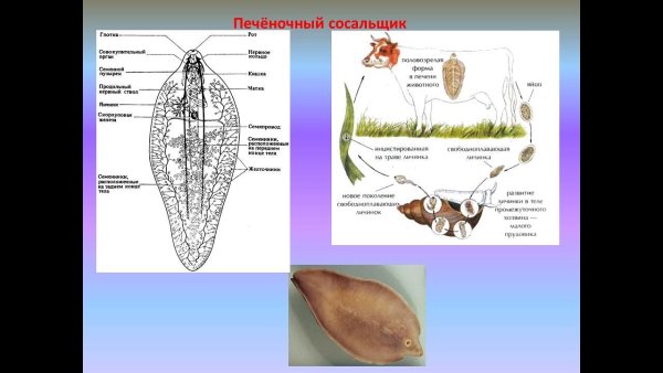 Марита печеночного сосальщика