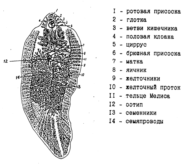 Печеночный сосальщик строение