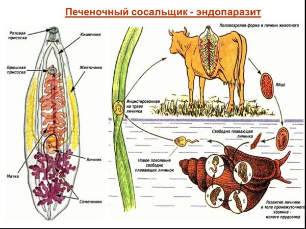Строение сосальщиков червей