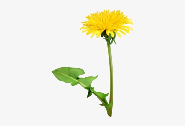Желтый одуванчик на белом фоне