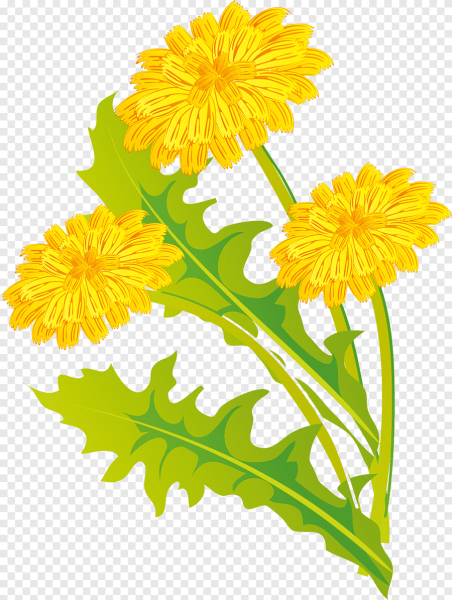 Одуванчик рисунок