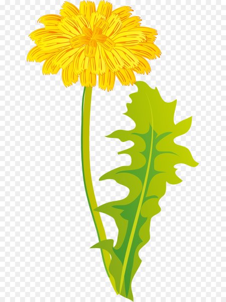 Лист одуванчика