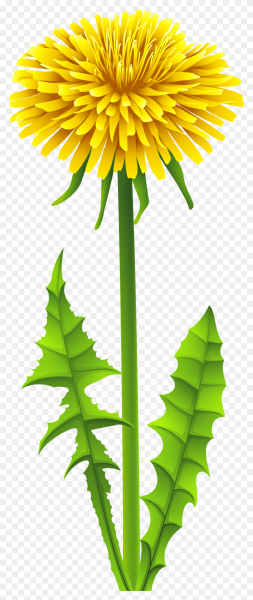 Стебель одуванчика