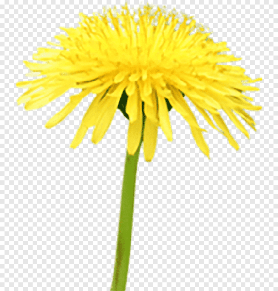 Желтый одуванчик на белом фоне
