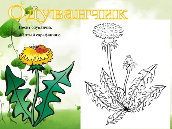Одуванчик одуванчик желтый сарафанчик
