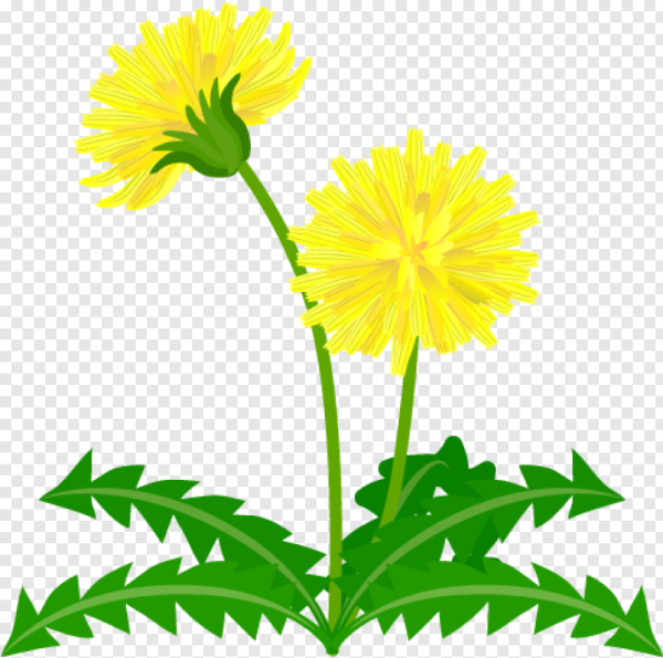 Одуванчик для детей