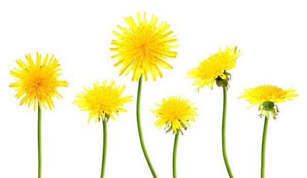Одуванчик на белом фоне