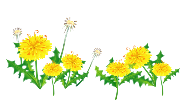 Одуванчик на прозрачном фоне