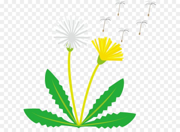 Одуванчик стебель и листья