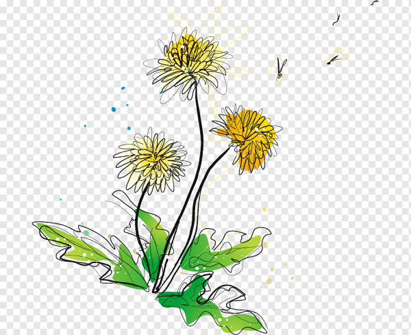 Хризантема одуванчик