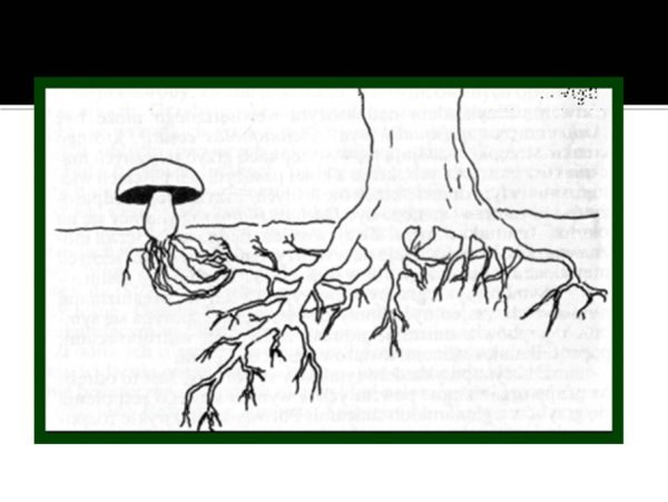 Строение грибов микориза