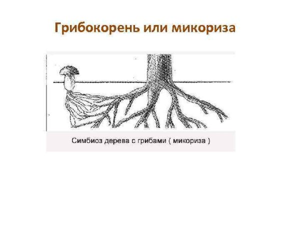Схема симбиоза гриба и дерева