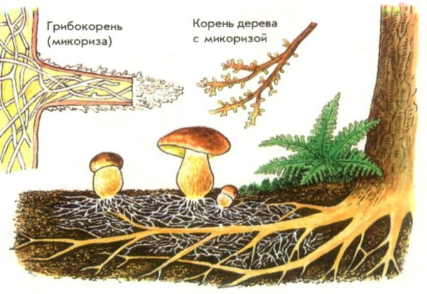 Микориза грибокорень