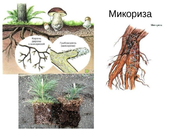 Симбиоз у грибов микориза