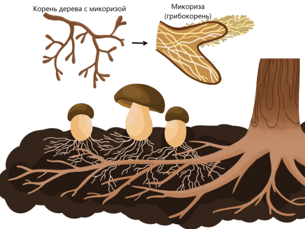 Шляпочные грибы микориза