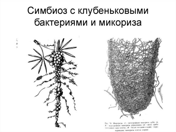 Симбиоз у грибов микориза