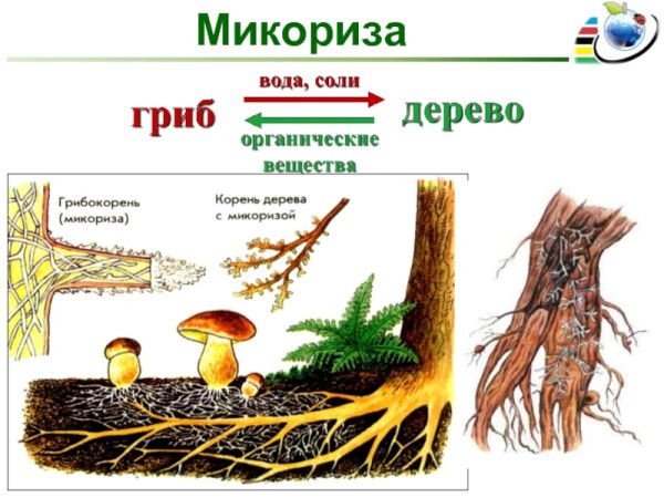 Симбиоз мутуализм примеры