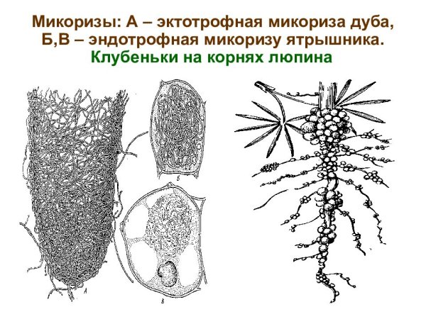 Микориза грибокорень
