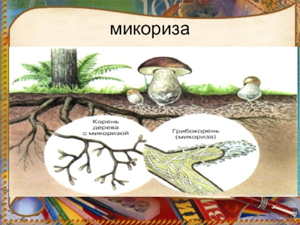 Схема симбиоза гриба и дерева