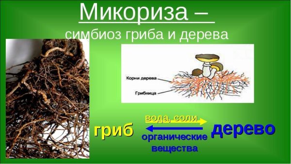 Схема строения микоризы