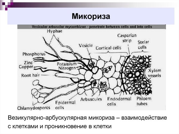 Схема симбиоза гриба и дерева