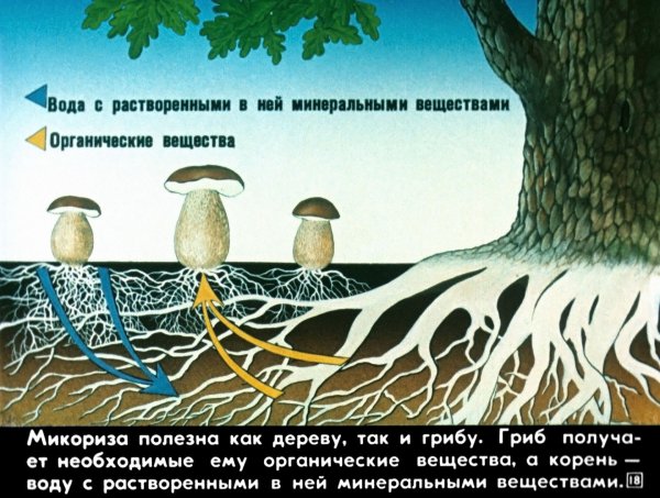 Симбиоз грибов и растений