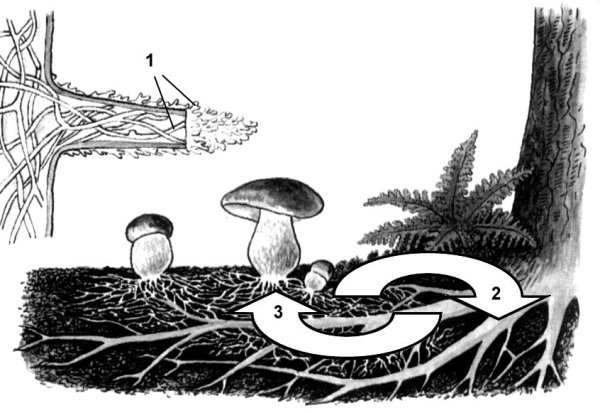 Микориза мутуализм