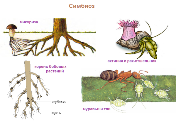 Симбиоз у грибов микориза