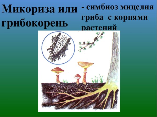 Микориза голосеменных