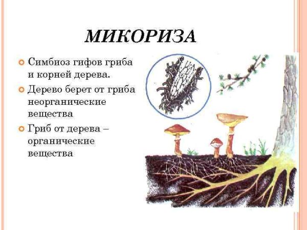 Строение грибов микориза