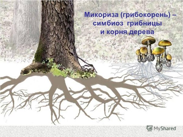 Рисунок класс схема микоризы
