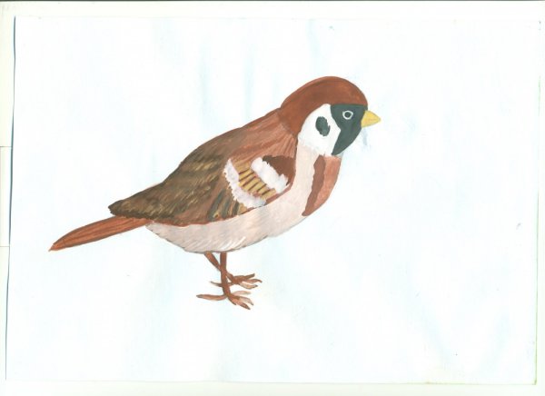 Воробей рисунок для детей