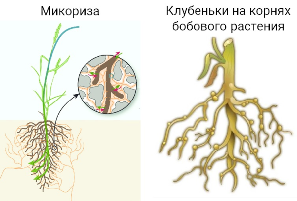 Арбускулярная микориза