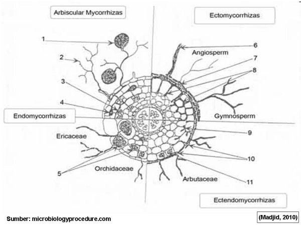 Симбиоз грибов и растений схема